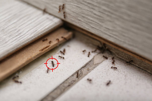 Best Local Pest Control Services  in Decatur, IL